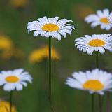 Wild Daisies_25604